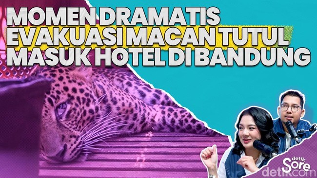 Video: Macan Tutul Yang Masuk Hotel di Bandung Diobservasi ke Lembang Zoo  
