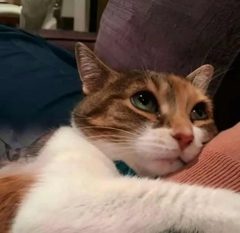 Lagi bad mood? Coba deh, lihat kumpulan foto kucing yang gemas-gemas ini. Dijamin mood kamu langsung membaik, deh!