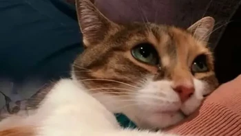 Kucingnya lagi manja banget nih, aww. Foto: Flowers Pretty via Bored Panda