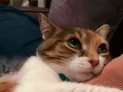 Gemas Banget! Ekspresi Kucing yang Bikin Harimu Menyenangkan