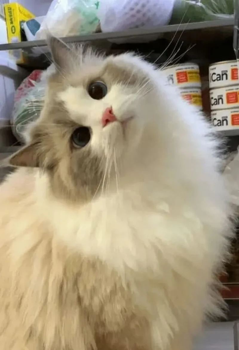 Lagi bad mood? Coba deh, lihat kumpulan foto kucing yang gemas-gemas ini. Dijamin mood kamu langsung membaik, deh!