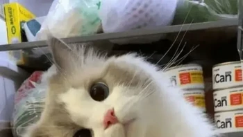 Hai, kamu ngomongin aku? Foto: Laelasarii via Bored Panda