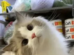 Gemas Banget! Ekspresi Kucing yang Bikin Harimu Menyenangkan