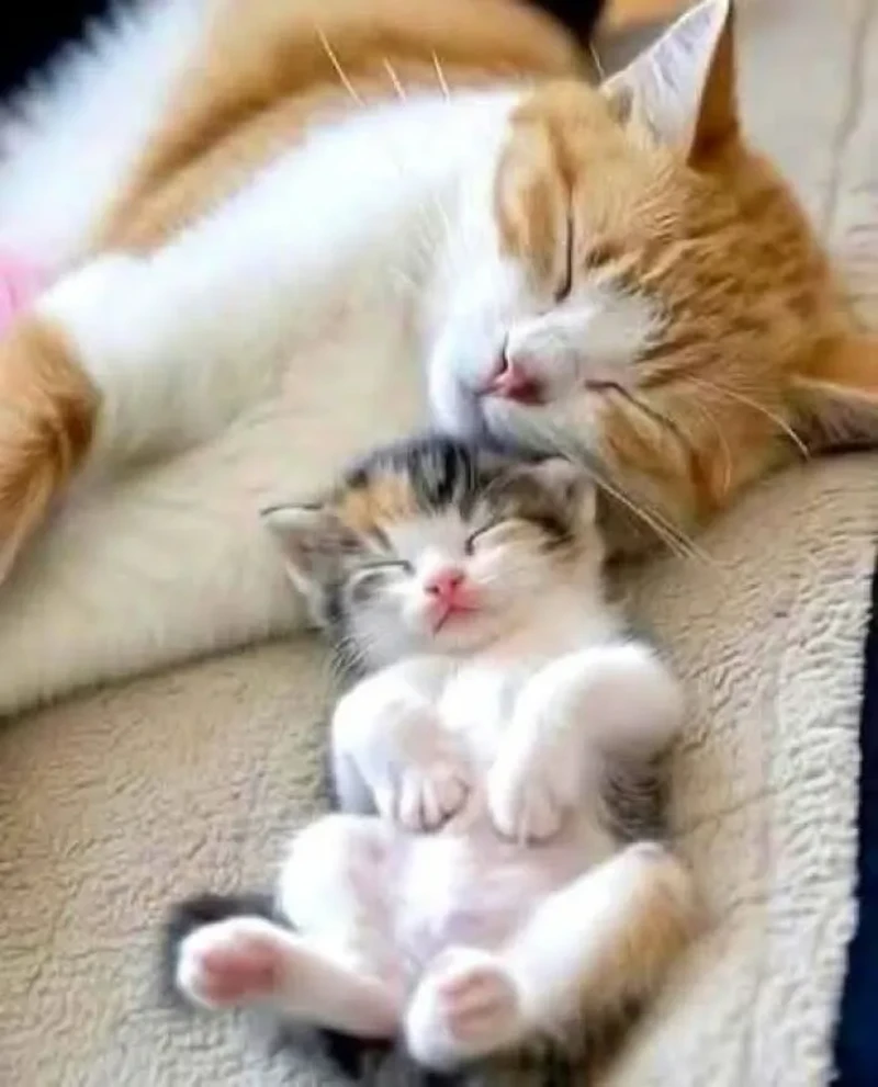 Lagi bad mood? Coba deh, lihat kumpulan foto kucing yang gemas-gemas ini. Dijamin mood kamu langsung membaik, deh!