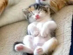 Gemas Banget! Ekspresi Kucing yang Bikin Harimu Menyenangkan