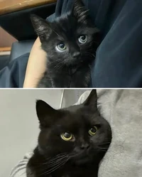 Lagi bad mood? Coba deh, lihat kumpulan foto kucing yang gemas-gemas ini. Dijamin mood kamu langsung membaik, deh!