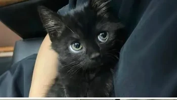 Lirikannya lucu sekali! Foto: Wonyoungism - you are you, i am me ୨ৎ via Bored Panda