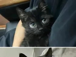 Gemas Banget! Ekspresi Kucing yang Bikin Harimu Menyenangkan