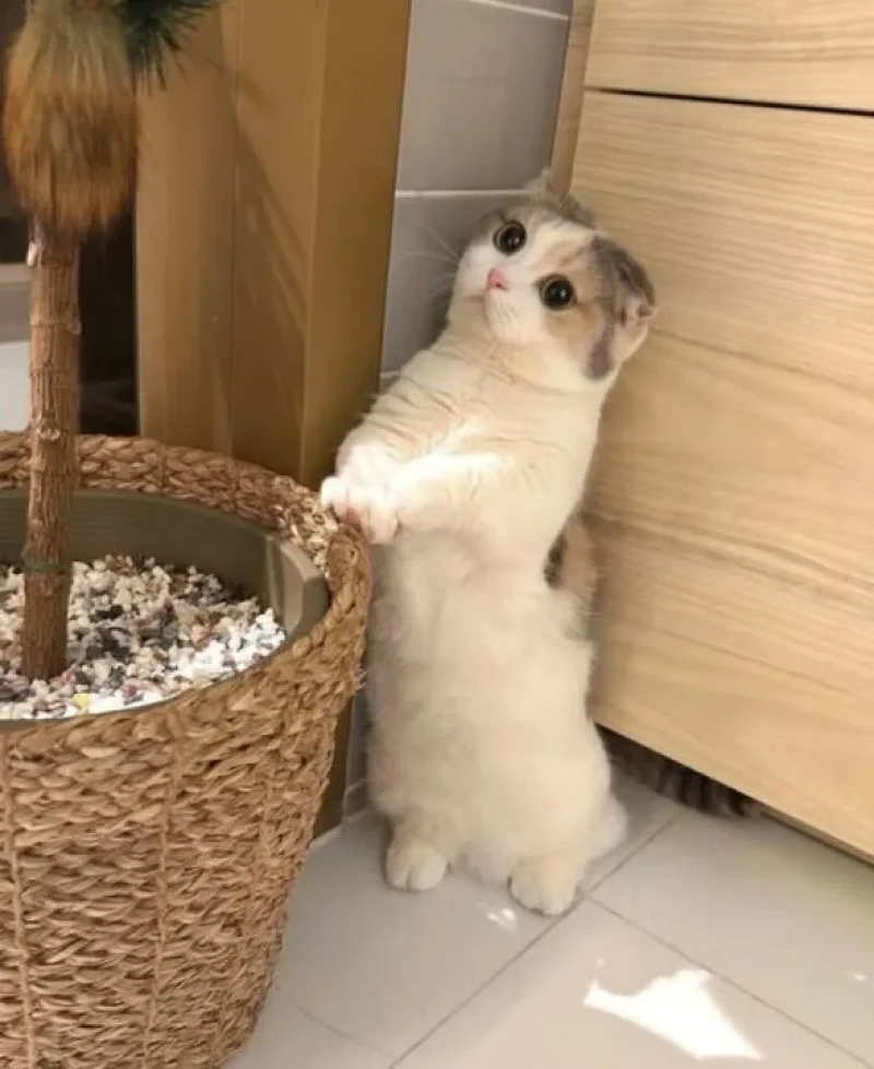 Lagi bad mood? Coba deh, lihat kumpulan foto kucing yang gemas-gemas ini. Dijamin mood kamu langsung membaik, deh!