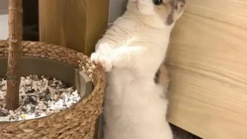 Boleh, kan? Plisss. Foto: Ghita Intia Soffa via Bored Panda