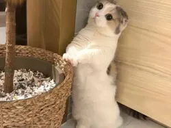 Gemas Banget! Ekspresi Kucing yang Bikin Harimu Menyenangkan