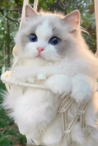Lagi bad mood? Coba deh, lihat kumpulan foto kucing yang gemas-gemas ini. Dijamin mood kamu langsung membaik, deh!