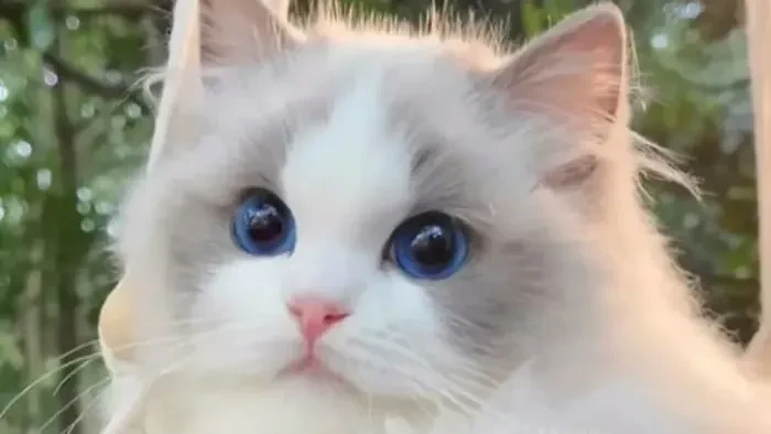 Lagi bad mood? Coba deh, lihat kumpulan foto kucing yang gemas-gemas ini. Dijamin mood kamu langsung membaik, deh!