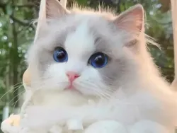 Gemas Banget! Ekspresi Kucing yang Bikin Harimu Menyenangkan