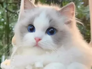 10 Manfaat Memelihara Kucing di Rumah untuk Kesehatan