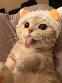 Lagi bad mood? Coba deh, lihat kumpulan foto kucing yang gemas-gemas ini. Dijamin mood kamu langsung membaik, deh!