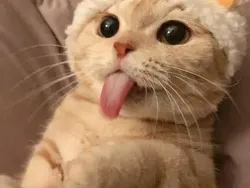 Gemas Banget! Ekspresi Kucing yang Bikin Harimu Menyenangkan