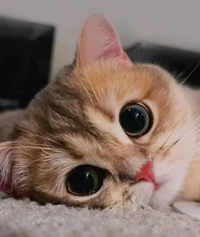 Lagi bad mood? Coba deh, lihat kumpulan foto kucing yang gemas-gemas ini. Dijamin mood kamu langsung membaik, deh!