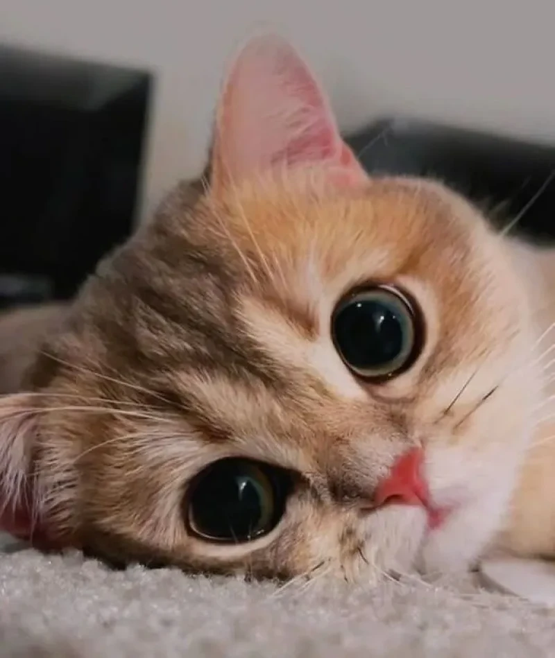 Lagi bad mood? Coba deh, lihat kumpulan foto kucing yang gemas-gemas ini. Dijamin mood kamu langsung membaik, deh!