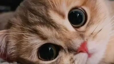 Gemas Banget! Ekspresi Kucing yang Bikin Harimu Menyenangkan