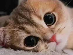 Gemas Banget! Ekspresi Kucing yang Bikin Harimu Menyenangkan