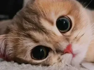 Gemas Banget! Ekspresi Kucing yang Bikin Harimu Menyenangkan