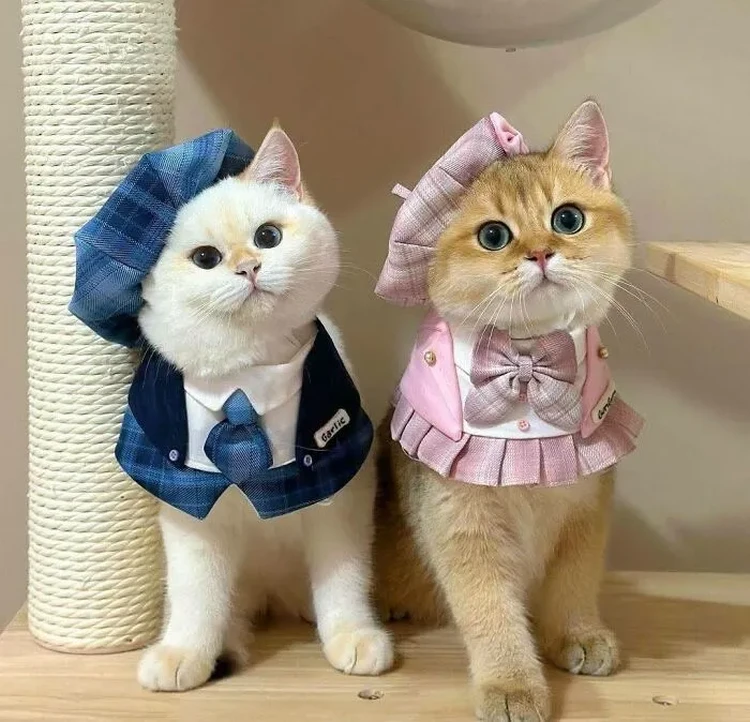 Lagi bad mood? Coba deh, lihat kumpulan foto kucing yang gemas-gemas ini. Dijamin mood kamu langsung membaik, deh!