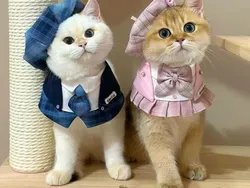 Gemas Banget! Ekspresi Kucing yang Bikin Harimu Menyenangkan