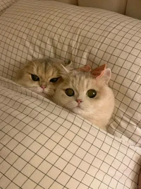 Lagi bad mood? Coba deh, lihat kumpulan foto kucing yang gemas-gemas ini. Dijamin mood kamu langsung membaik, deh!