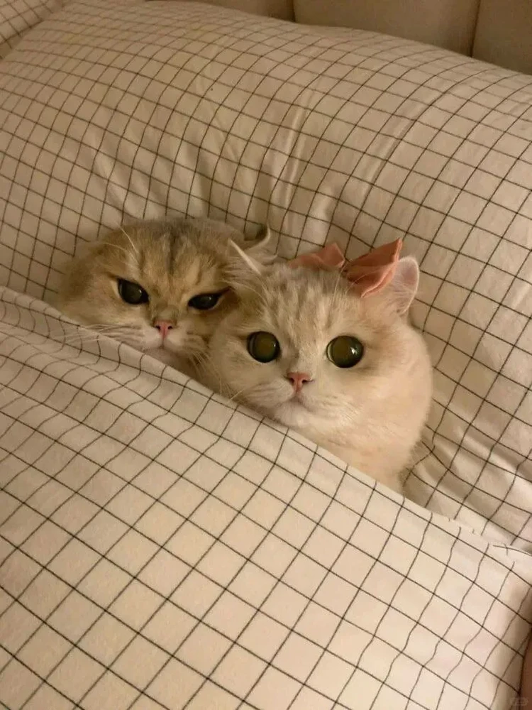 Lagi bad mood? Coba deh, lihat kumpulan foto kucing yang gemas-gemas ini. Dijamin mood kamu langsung membaik, deh!