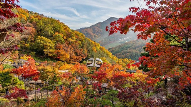 5 Hutan Ngetop di Korea yang Wajib Dikunjungi saat Musim Gugur