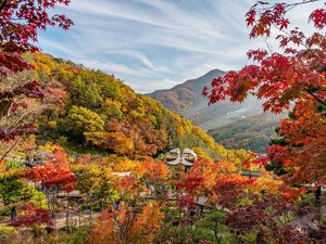 5 Hutan Ngetop di Korea yang Wajib Dikunjungi saat Musim Gugur