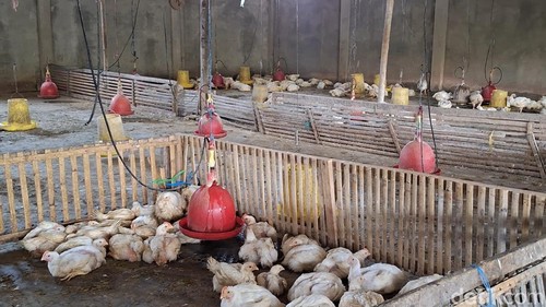 Suasana kandang ayam di CV Cendana, Mataram, Kamis (9/10/2025).