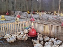 Distributor Sudah Turunkan Harga, Ayam Potong di Pasar Masih Mahal