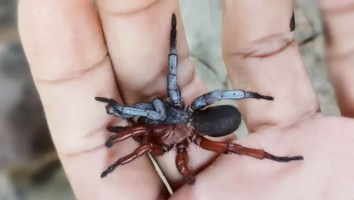 Laba-laba ini tak cuma punya penampilan unik dengan perbedaan warna yang dibatasi nyaris sempurna di tengah-tengah. Dia juga separuh betina, separuh jantan.