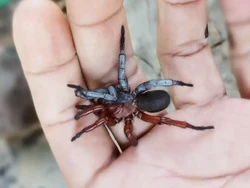 Unik, Laba-laba Ini Separuh Betina dan Separuh Jantan!