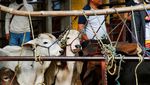 Peternak Terpuruk, Cacing Pemakan Daging Bikin Pasar Lesu