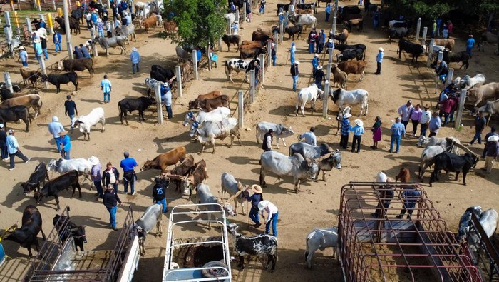Peternak Terpuruk, Cacing Pemakan Daging Bikin Pasar Lesu A drone view of people visiting a livestock market amid an increase in cases of screwworm since August, with the outbreak steadily moving north, in San Antonino Castillo Velasco, Mexico, October 3, 2025. REUTERS/Jorge Luis Plata