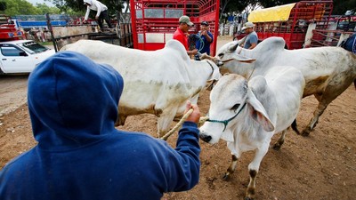 Peternak Terpuruk, Cacing Pemakan Daging Bikin Pasar Lesu