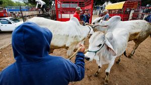 Peternak Terpuruk, Cacing Pemakan Daging Bikin Pasar Lesu