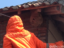 Petugas Damkar Lumajang Disengat Tawon Vespa Saat Evakuasi Sarang