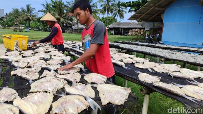 Proses produksi asin jambal roti di Pangandaran.
