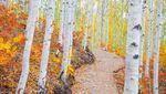 5 Hutan di Korea yang Asyik Dikunjungi saat Musim Gugur
