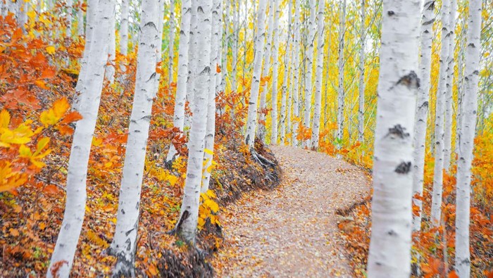 Wondae-ri Birch Forest adalah salah satu destinasi terbaik untuk menikmati dedaunan musim gugur di Inje.