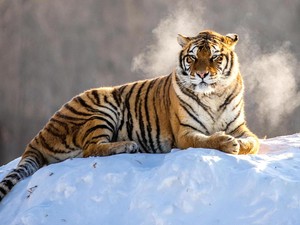 Apakah Harimau dan Macan Sama?