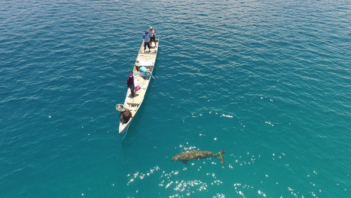 Dugong Mawar di Alor yang kerap dijumpai oleh wisatawan