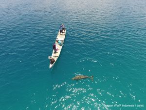 Video: Rencana WWF Indonesia Riset Populasi Dugong di Perairan Alor
