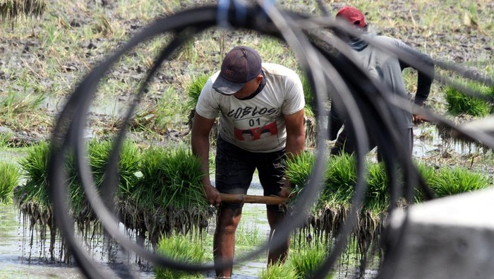 Petani menggotong bibit padi melintas di depan jaringan listrik pompa air submersibel di Dawu, Ngawi, Jawa Timur, Jumat (10/10/2025). Dinas Pertanian setempat mencatat, kawasan pertanian di Ngawi memanfaatkan inovasi listrik untuk pertanian  atau Electric Farming (El farm) melalui Program Listrik Masuk Sawah bersama PT PLN, yang mengoperasikan 22 ribu pompa submersibel untuk mengairi sekitar tujuh hektare per titik sumur, sehingga petani tetap dapat menanam padi saat kemarau dengan indeks pertanaman 2,88 dan produktivitas 7,4 ton per hektare. ANTARA FOTO/Ari Bowo Sucipto/foc.