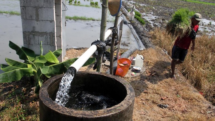 Inovasi Listrik Masuk Sawah, Petani Ngawi Tak Takut Kekeringan Petani menggotong bibit padi melintas di depan jaringan listrik pompa air submersibel di Dawu, Ngawi, Jawa Timur, Jumat (10/10/2025). Dinas Pertanian setempat mencatat, kawasan pertanian di Ngawi memanfaatkan inovasi listrik untuk pertanian atau Electric Farming (El farm) melalui Program Listrik Masuk Sawah bersama PT PLN, yang mengoperasikan 22 ribu pompa submersibel untuk mengairi sekitar tujuh hektare per titik sumur, sehingga petani tetap dapat menanam padi saat kemarau dengan indeks pertanaman 2,88 dan produktivitas 7,4 ton per hektare. ANTARA FOTO/Ari Bowo Sucipto/foc.