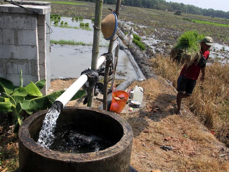 Inovasi Listrik Masuk Sawah, Petani Ngawi Tak Takut Kekeringan